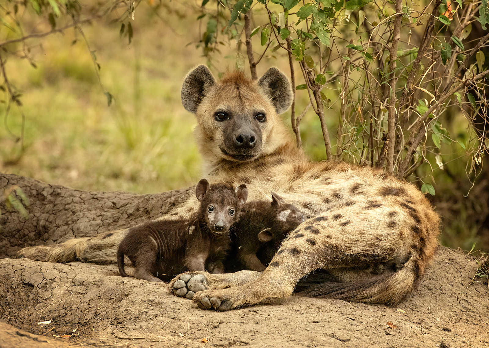 HYENA AND PUPS